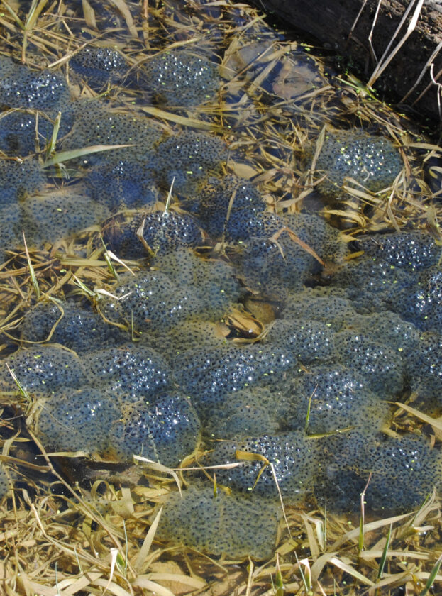 Reflections in Nature Wood frog breeding season is early spring News
